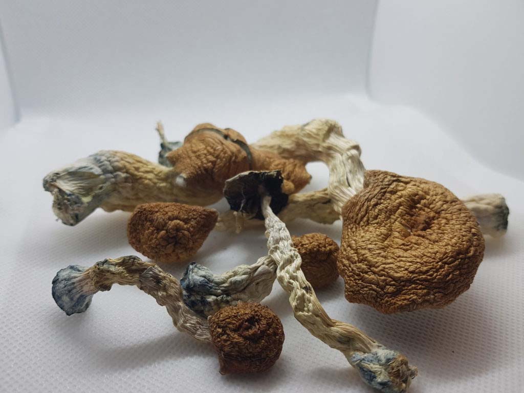 where to buy shrooms